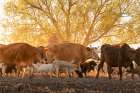 Cows and other livestock being driven home at sunset. San Miguel de Allende, Mexico. Art Print
